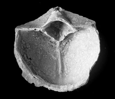 https://files.geocollections.info/large/2d/97/2d97076d-57b5-4ceb-b5e2-13b23b797838.jpg