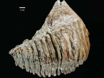 https://files.geocollections.info/large/2d/ab/2dab4f98-69e1-4e21-af7b-322b70022fc5.jpg