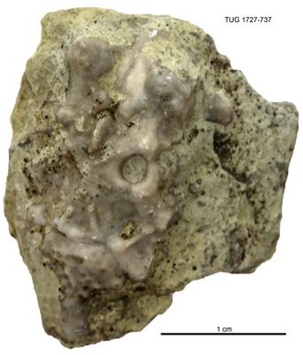 https://files.geocollections.info/large/2d/c3/2dc384c8-5bc5-459d-963d-bcccbfa3b5b3.jpg