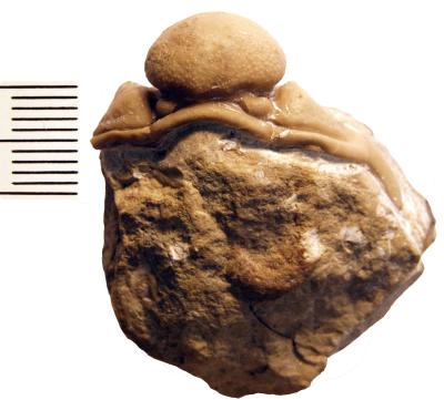 https://files.geocollections.info/large/2d/c3/2dc3a0fb-5f6e-4bcb-9afd-6a4e794c41c6.jpg