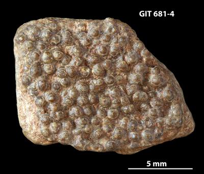 https://files.geocollections.info/large/2d/c4/2dc4556a-39c8-4bf1-a752-6670afbc049f.jpg