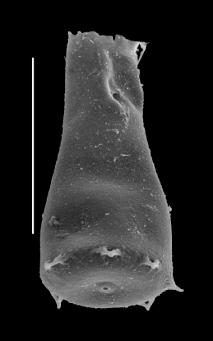<i><i>Spinachitina cervicornis</i> | Spinachitina alaticornis (Jenkins)</i><br />Black Knob Ridge Section,  m, Katian (862-41)