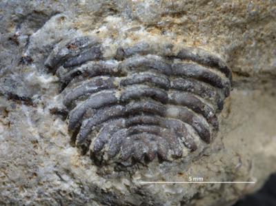 https://files.geocollections.info/large/2d/de/2dde5137-328c-4c83-a4b7-243c53cadae0.jpg