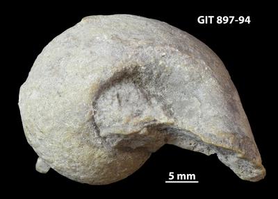 https://files.geocollections.info/large/2d/ed/2ded0edb-647b-4d57-8f57-e7031f45573e.jpg