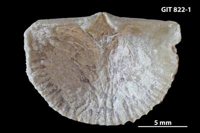 https://files.geocollections.info/large/2d/f3/2df3a80b-61de-4823-87f0-42a95d963a9b.jpg