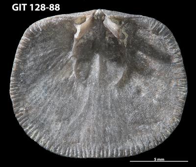 https://files.geocollections.info/large/2d/f8/2df8ba1e-7909-4879-9e7f-d1026c3e503e.jpg