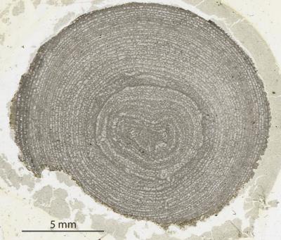 https://files.geocollections.info/large/2e/0d/2e0d6f02-513f-424e-be36-d3e002cfb6c7.jpg