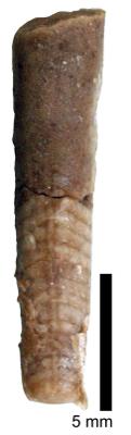 https://files.geocollections.info/large/2e/32/2e32af26-26e8-4c93-90e7-a7a746c7d463.jpg