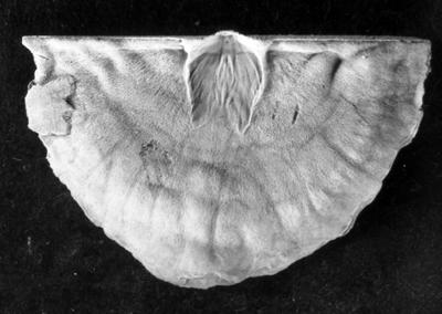 https://files.geocollections.info/large/2e/3d/2e3d94da-97bd-4814-88b5-add6e60cde67.jpg