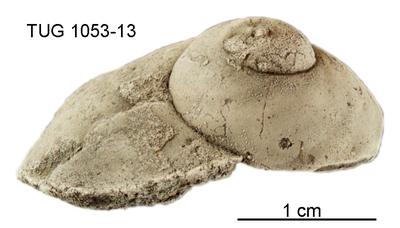 https://files.geocollections.info/large/2e/73/2e73ef95-c40d-4b5c-bb51-51d33c102dd2.jpg