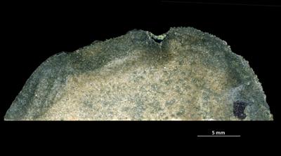 <i>Trypanites isp.</i><br />,  m, Furongian