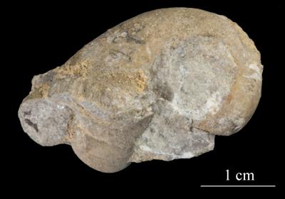 https://files.geocollections.info/large/2e/8a/2e8a6170-cf03-435f-98e9-f5a03716f24a.jpg