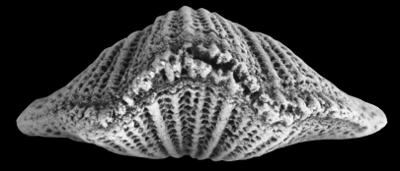 https://files.geocollections.info/large/2e/a6/2ea693b7-b026-491b-b583-b3018670dfbb.jpg