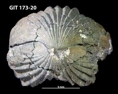 https://files.geocollections.info/large/2e/c9/2ec9d013-054b-456e-874c-787f5eada8ca.jpg