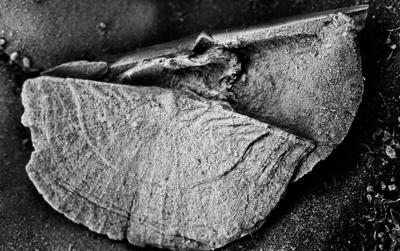 https://files.geocollections.info/large/2e/d8/2ed8f95d-35eb-47cd-806e-ff57adba8bb8.jpg
