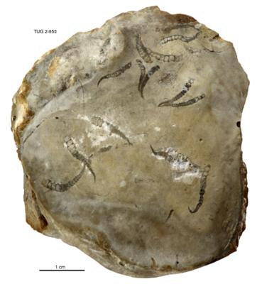 https://files.geocollections.info/large/2e/db/2edbfd3f-b6ed-4125-81cc-17ffe881d2f5.jpg