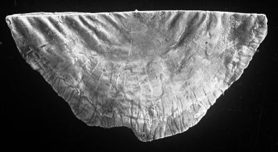 https://files.geocollections.info/large/2e/ea/2eea20c1-c766-43a2-919a-1cf24b0bcc9f.jpg
