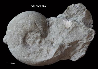 https://files.geocollections.info/large/2e/f8/2ef8169b-37c5-4cfe-9ab0-e486aa15d3cd.jpg