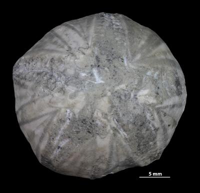 https://files.geocollections.info/large/2f/11/2f11037c-6535-4fea-800f-90b4f443663e.jpg