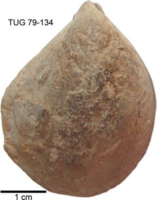 https://files.geocollections.info/large/2f/34/2f3451e8-ecb7-4403-b540-cacb2226ef6d.jpg