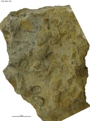 https://files.geocollections.info/large/2f/86/2f86cd43-ddc1-42ac-b711-1069d4db15d5.jpg