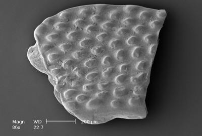 https://files.geocollections.info/large/2f/91/2f91bc05-3192-49f2-9394-d3b191e231b4.jpg
