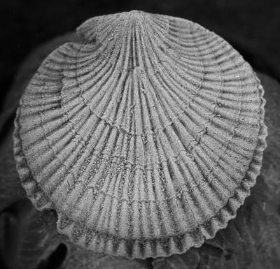 https://files.geocollections.info/large/2f/b3/2fb3464c-2d6a-484a-aa2d-1803a99b44d2.jpg
