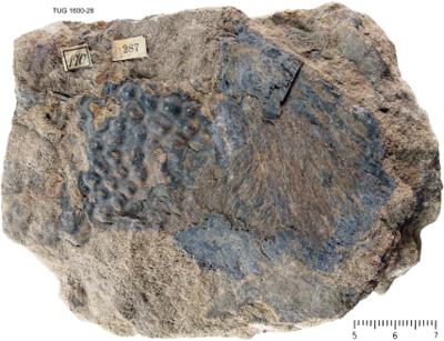 https://files.geocollections.info/large/2f/bc/2fbcbfe5-fe9e-4610-bbce-099e2c1b7850.jpg