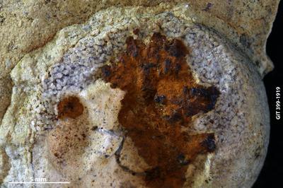 https://files.geocollections.info/large/2f/e3/2fe3a79a-81cd-45b4-9cf4-66933131cb5e.jpg