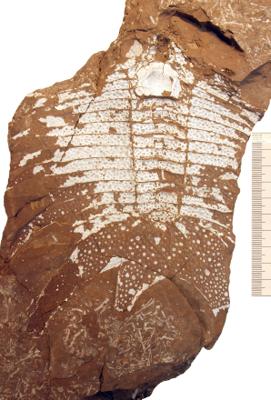 https://files.geocollections.info/large/2f/f8/2ff80205-ad6e-4fe2-9b73-8a45a6ee298b.jpg