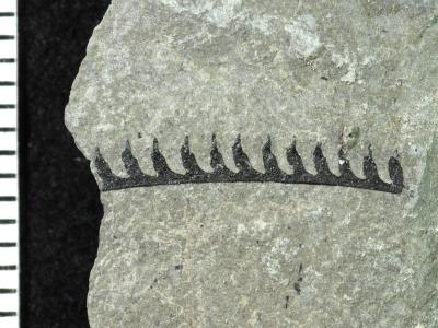 https://files.geocollections.info/large/30/1c/301c1dce-9cef-4eb2-a869-cadd1d6674bd.jpg