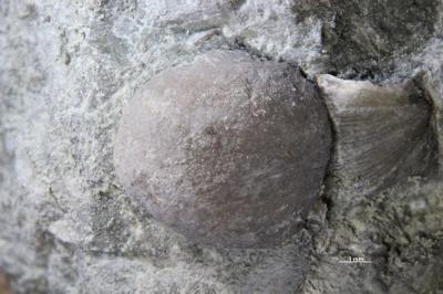 https://files.geocollections.info/large/30/1f/301ff99c-b79e-46cc-bcdb-ab5282b73e6a.jpg