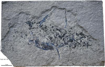 https://files.geocollections.info/large/30/2b/302b1ef4-25f4-4098-960e-97e0779e5af5.jpg