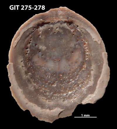 https://files.geocollections.info/large/30/5e/305edf29-afef-4f79-a736-fcf92cb5e3b3.jpg