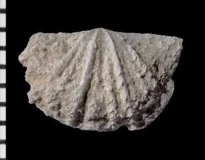 https://files.geocollections.info/large/30/72/3072b427-ac47-4ea2-b629-c7941803e092.jpg