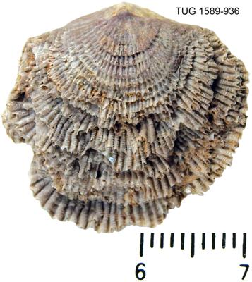 https://files.geocollections.info/large/30/7a/307ad1af-b893-434a-94b8-36196a2f0d0e.jpg