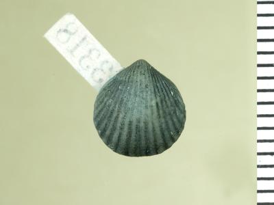 https://files.geocollections.info/large/30/7d/307df30e-12f2-467f-863e-27e33a70d1c2.jpg