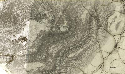 https://files.geocollections.info/large/30/80/30801e3f-27de-4f6f-84ff-9bf0bfeedd9d.jpg