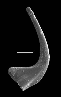 https://files.geocollections.info/large/30/84/3084b6e9-caf3-4a54-9d3f-c6fe344737b7.jpg