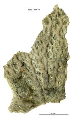 https://files.geocollections.info/large/30/93/30935433-dd03-4477-91fb-bfff5f4f84bf.jpg