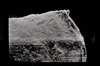 <i><i>Belonechitina postrobusta</i> | Conochitina cf. postrobusta</i><br />Häädemeeste 172 borehole, 400.00 m, Juuru Stage (754-713)