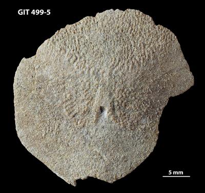https://files.geocollections.info/large/31/4b/314b048a-eaea-43f2-a669-70a2be47a1a9.jpg