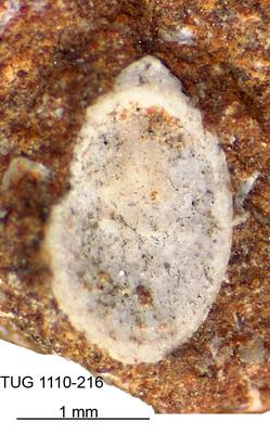 https://files.geocollections.info/large/31/4e/314e829b-8c95-49ba-b090-171e22cc920e.jpg