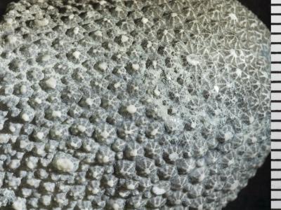 https://files.geocollections.info/large/31/5f/315f5211-0af3-4542-a101-313382471573.jpg