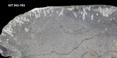 <i></i><br />Ohesaare cliff,  m, Ohesaare Stage