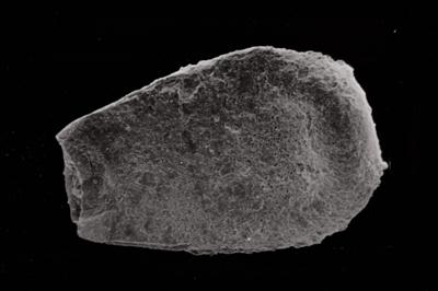 <i><i>Conochitina lagena</i> | Conochitina aff. lagena</i><br />Ventspils D-3 borehole, 726.00 m, Jaagarahu Stage (754-789)