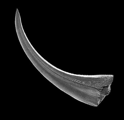 https://files.geocollections.info/large/31/cb/31cb99c5-542a-4838-83cf-2e9e461a629f.jpg
