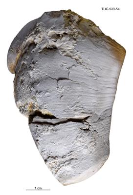 https://files.geocollections.info/large/31/fc/31fc5096-f25f-451f-821f-28bcdb209814.jpg
