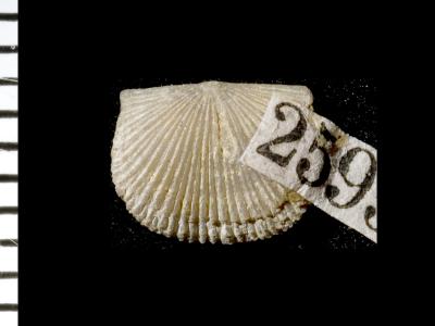 https://files.geocollections.info/large/32/06/320688ce-3c89-49c6-8d18-5d8e67976bba.jpg