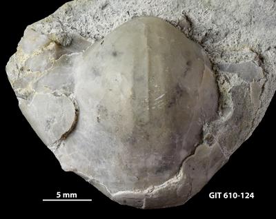 https://files.geocollections.info/large/32/be/32bedbdc-d797-48ef-a5d2-9d5a744ae74b.jpg